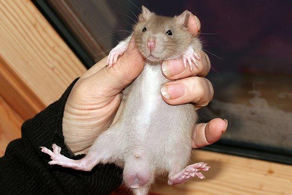 Tamrotte Au Natruel's Cutielips billede 5