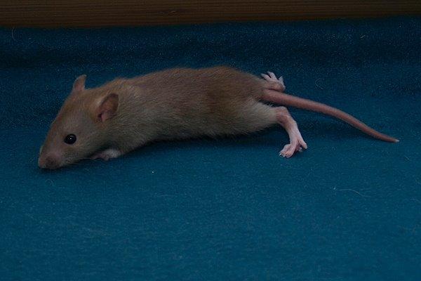 Tamrotte Au Natruel's Cutielips billede 3