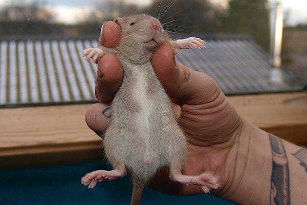 Tamrotte Au Natruel's Cutielips billede 6