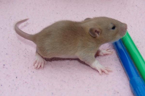 Tamrotte Au Natruel's Cutielips billede 2