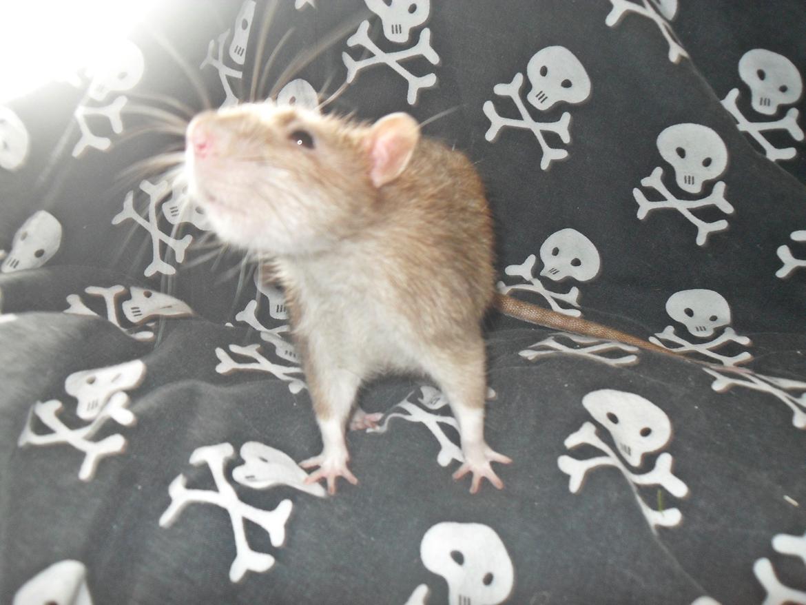 Tamrotte Au Natruel's Cutielips billede 8