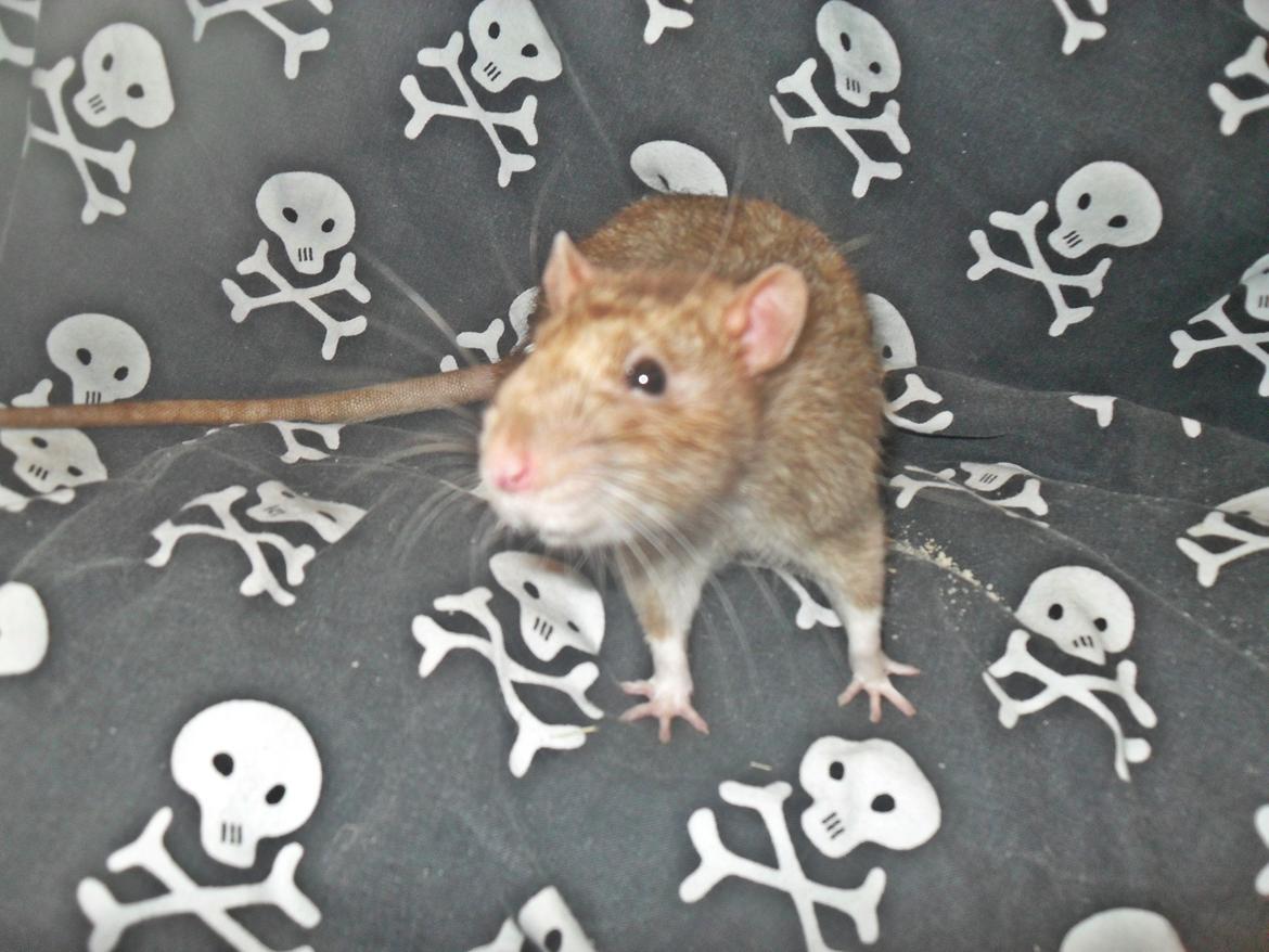 Tamrotte Au Natruel's Cutielips - Velkommen til Cutie's profil <3 billede 1