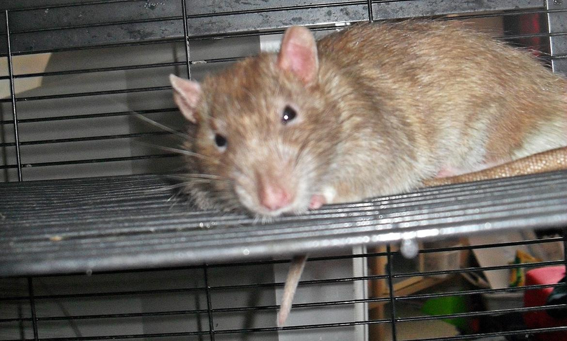 Tamrotte Au Natruel's Cutielips billede 10