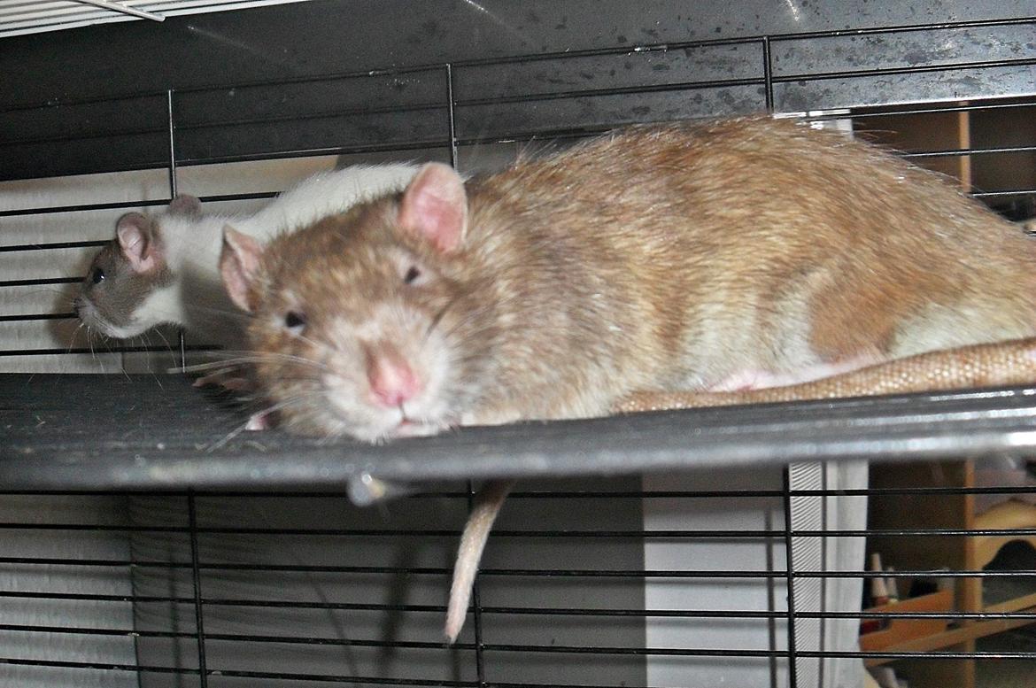 Tamrotte Au Natruel's Cutielips billede 11