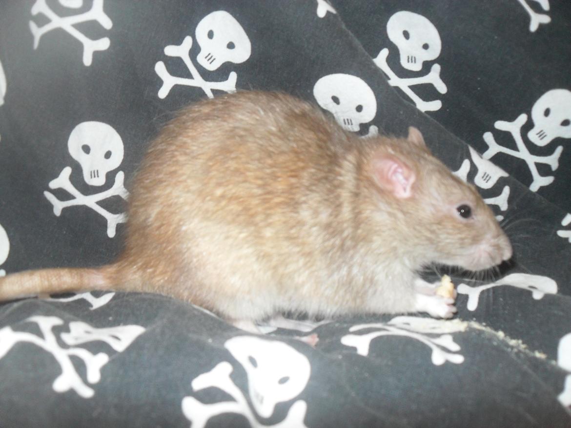 Tamrotte Au Natruel's Cutielips billede 9