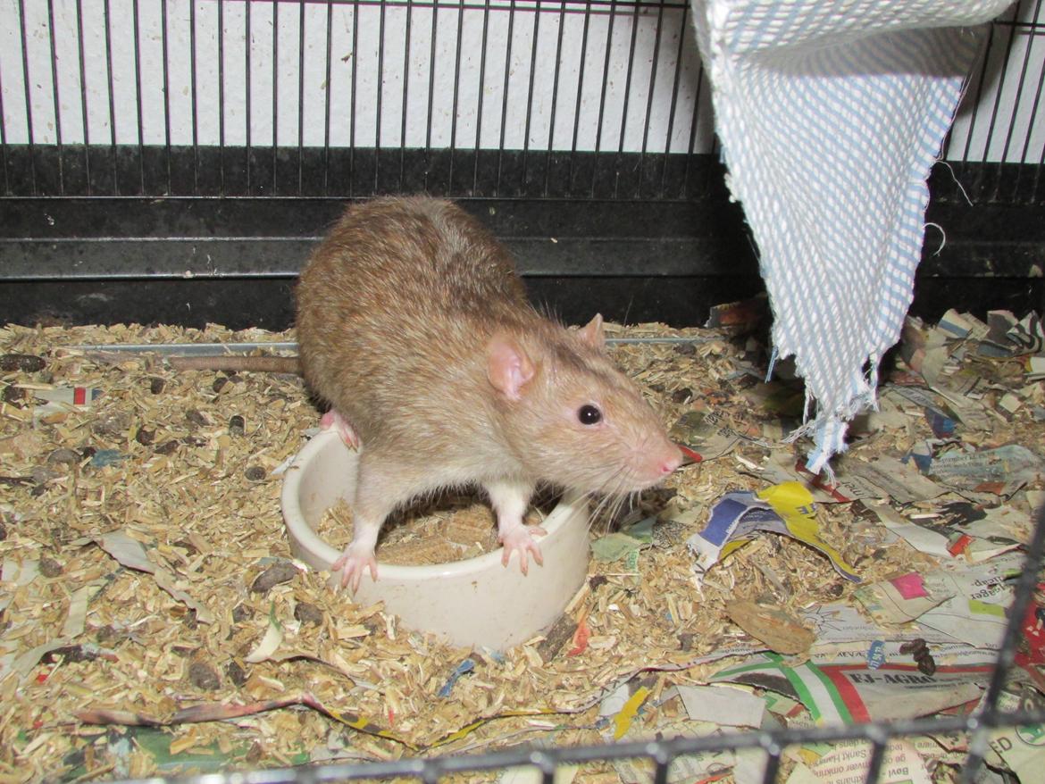 Tamrotte Au Natruel's Cutielips billede 13