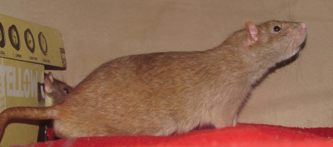 Tamrotte Au Natruel's Cutielips billede 15