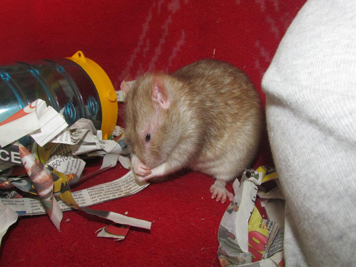 Tamrotte Au Natruel's Cutielips billede 14