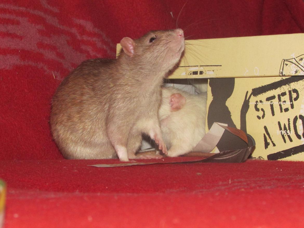 Tamrotte Au Natruel's Cutielips billede 17