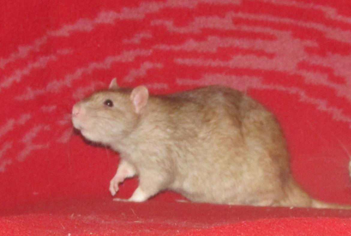 Tamrotte Au Natruel's Cutielips billede 18