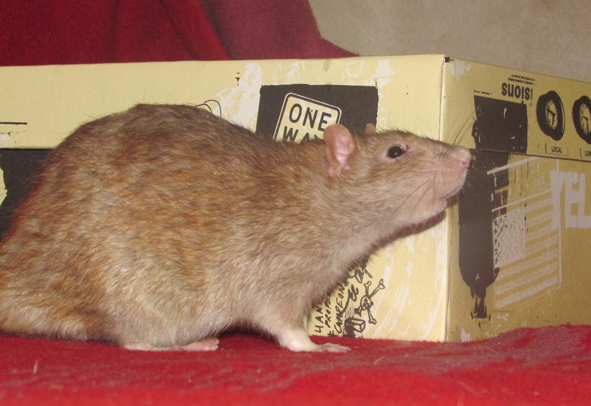 Tamrotte Au Natruel's Cutielips billede 16