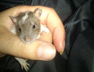 Tamrotte Doubletrouble Rats Moonlight Speciel billede 3