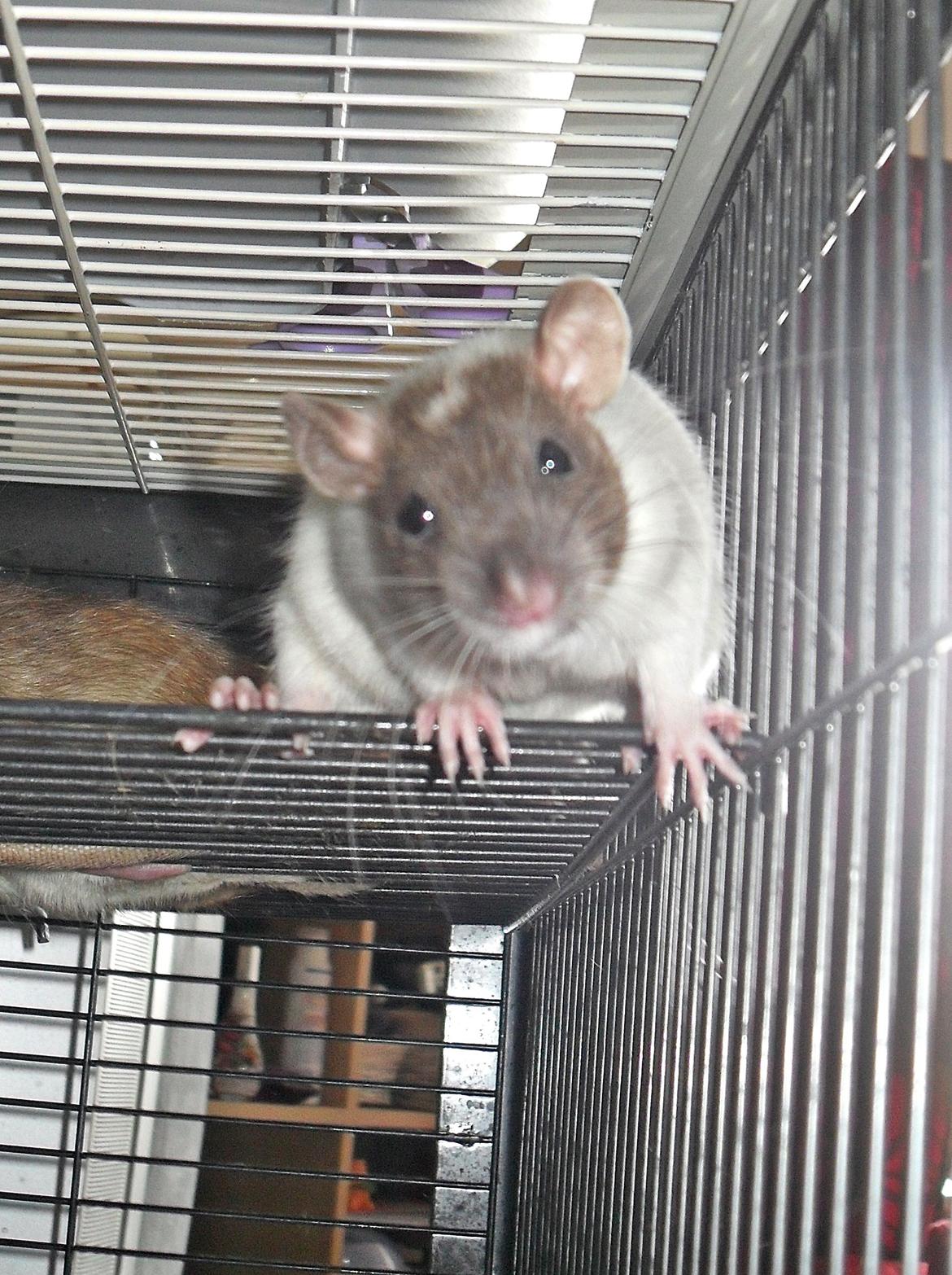 Tamrotte Doubletrouble Rats Moonlight Speciel - Velkommen til Moon's profil <3! billede 1