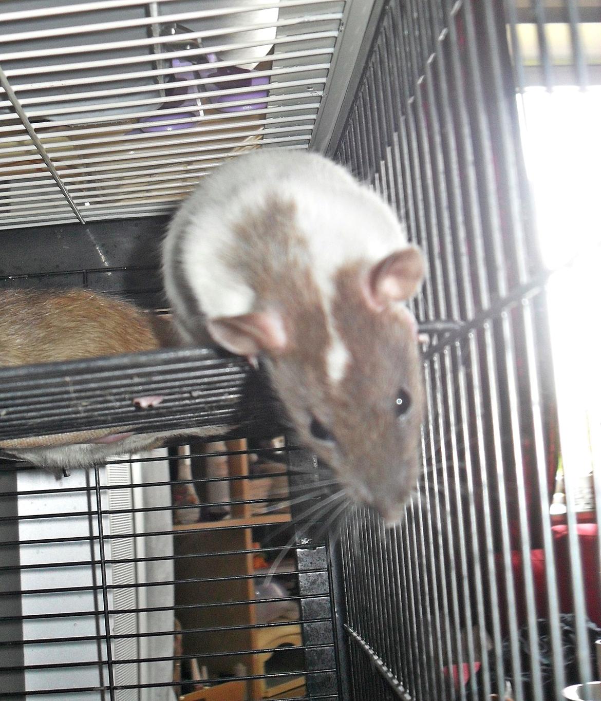 Tamrotte Doubletrouble Rats Moonlight Speciel billede 4