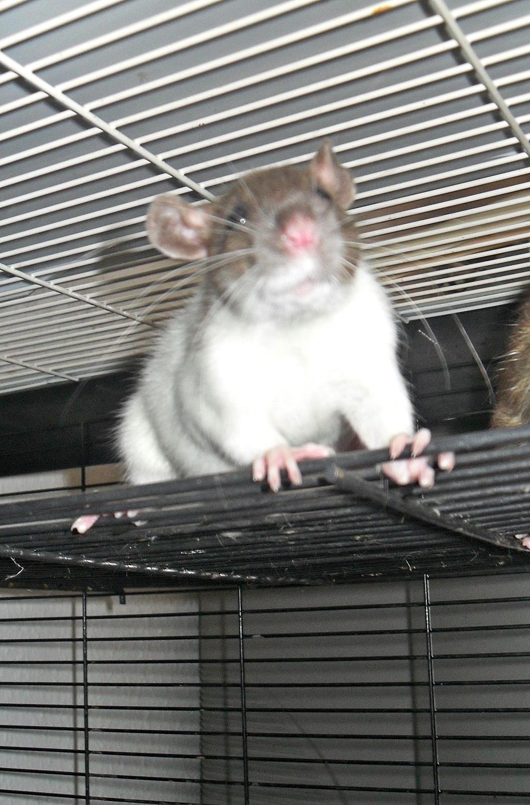 Tamrotte Doubletrouble Rats Moonlight Speciel billede 5