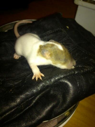 Tamrotte Doubletrouble Rats Moonlight Speciel billede 2