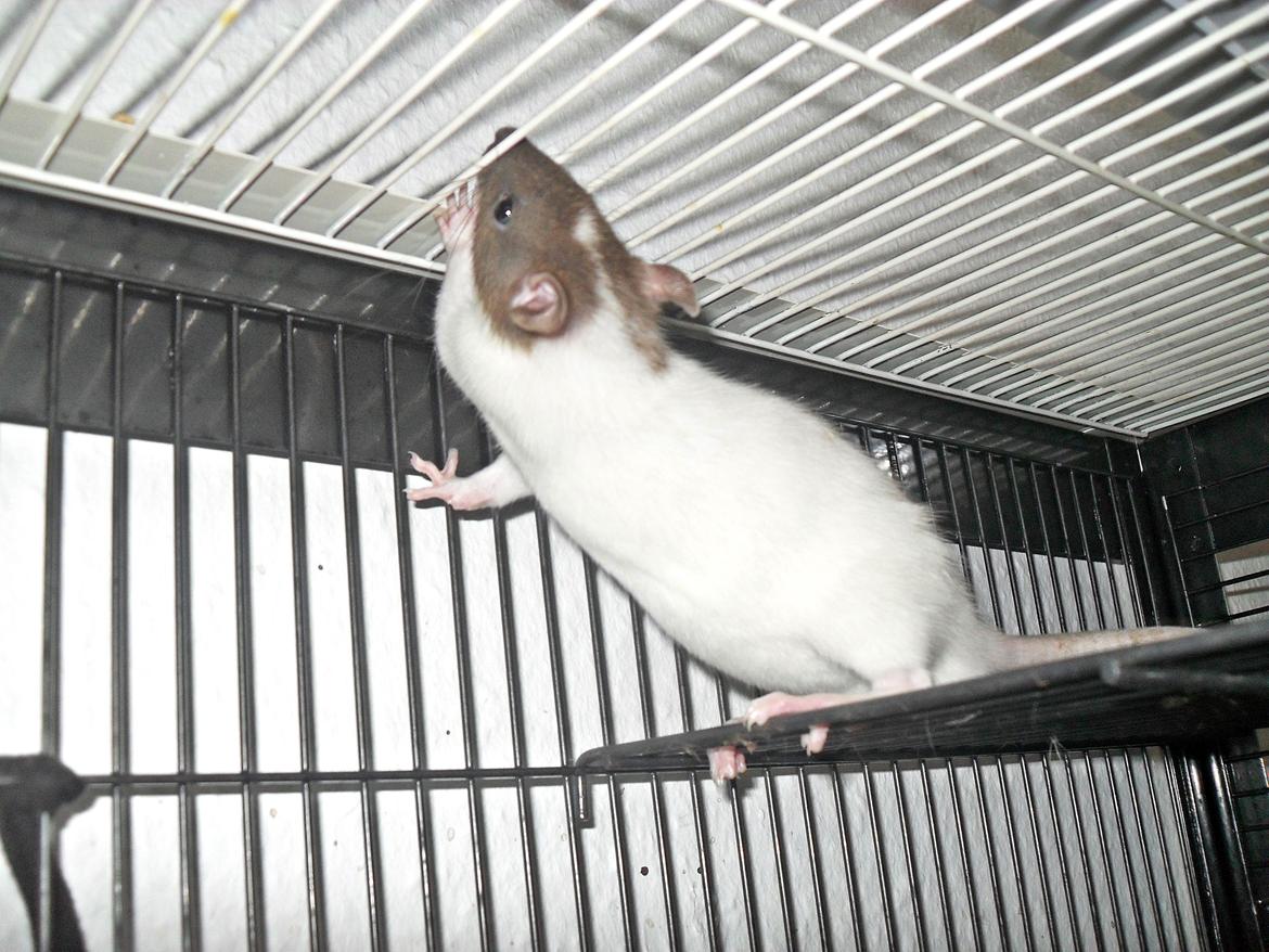 Tamrotte Doubletrouble Rats Moonlight Speciel billede 6