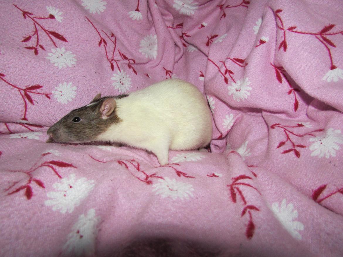 Tamrotte Doubletrouble Rats Moonlight Speciel billede 12