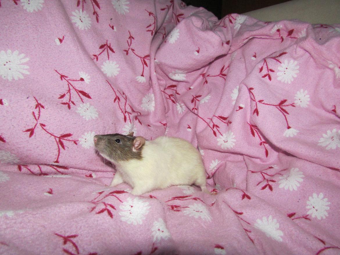 Tamrotte Doubletrouble Rats Moonlight Speciel billede 14