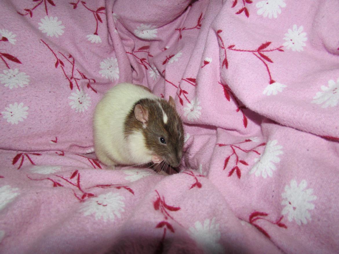 Tamrotte Doubletrouble Rats Moonlight Speciel billede 15