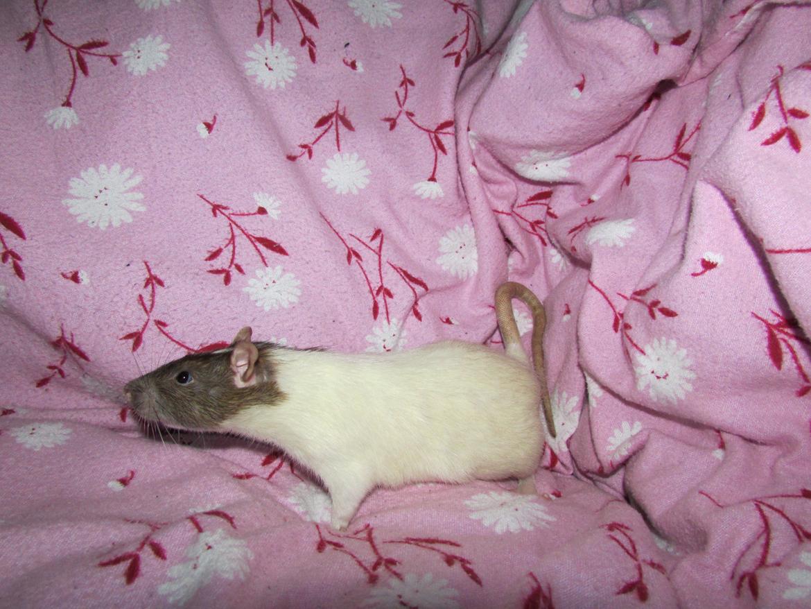 Tamrotte Doubletrouble Rats Moonlight Speciel billede 16