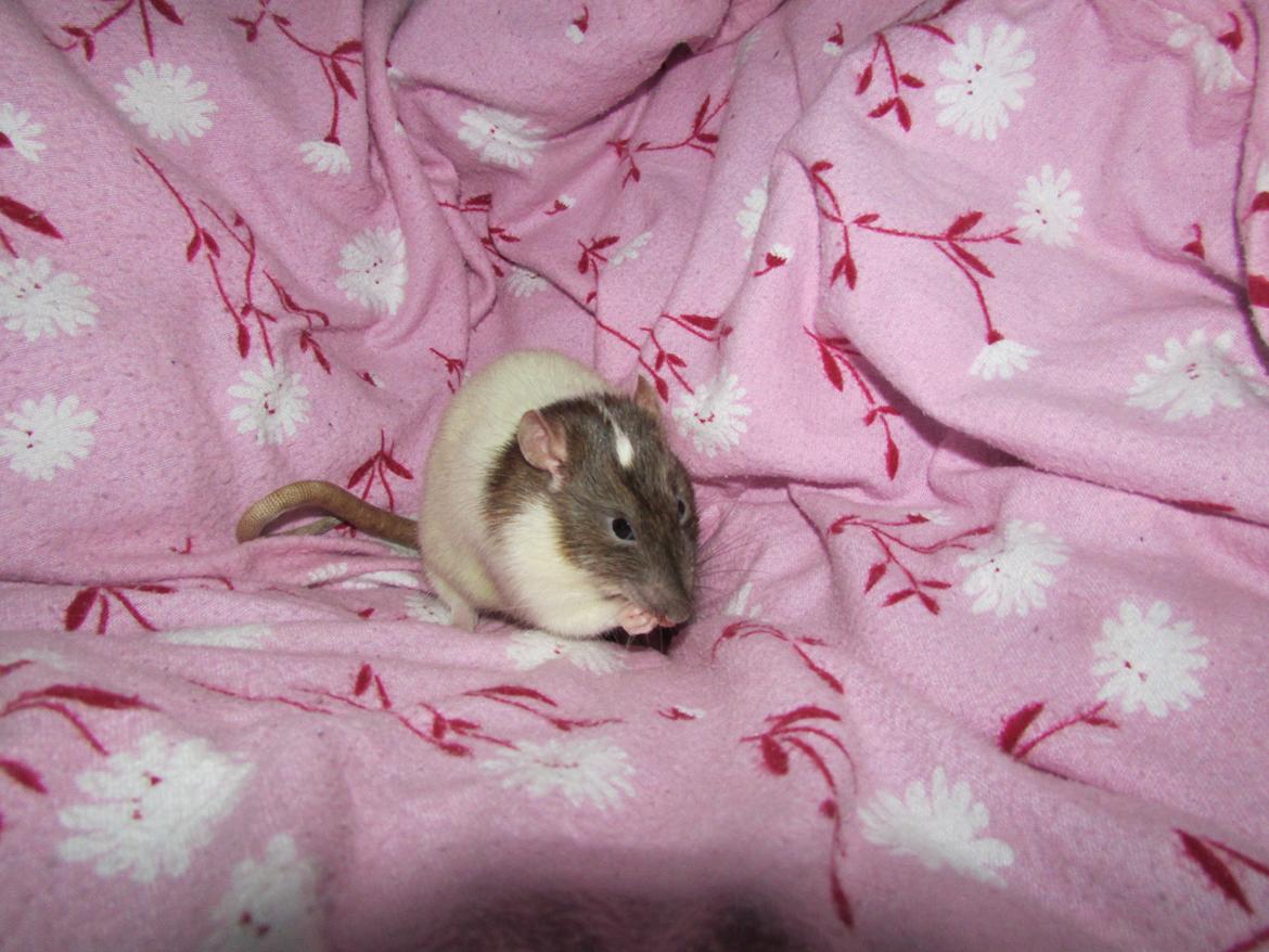 Tamrotte Doubletrouble Rats Moonlight Speciel billede 13