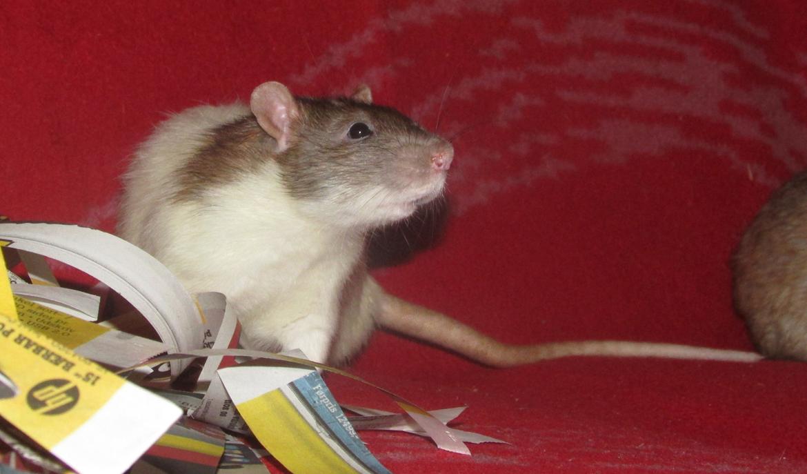 Tamrotte Doubletrouble Rats Moonlight Speciel billede 17