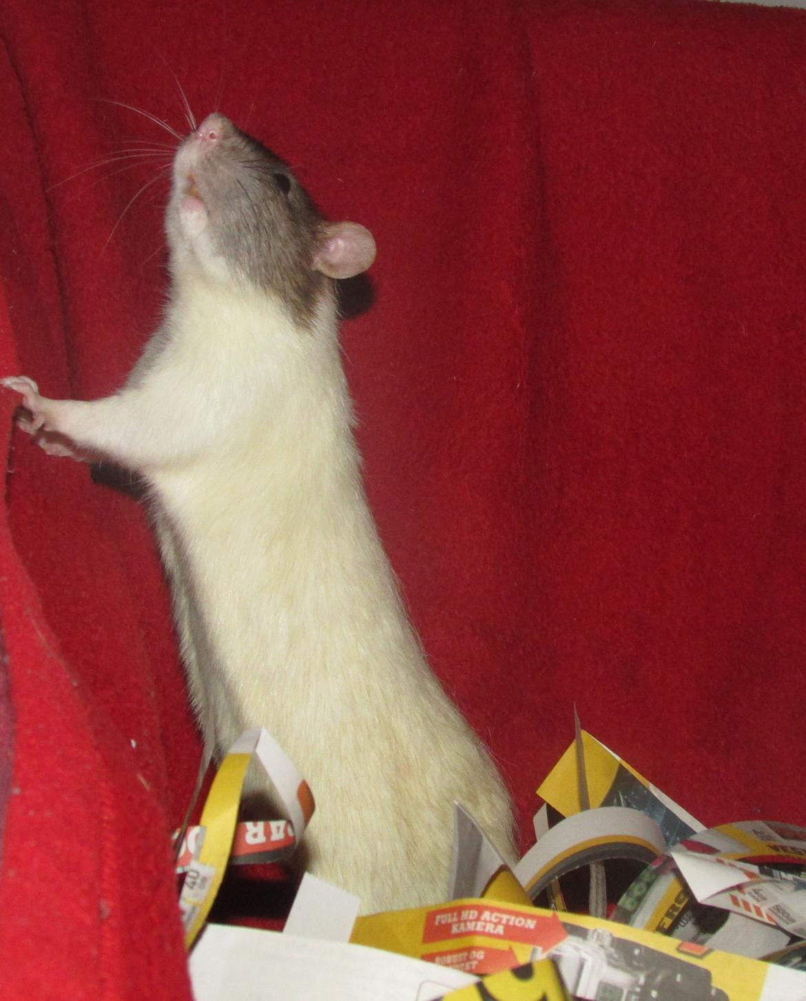 Tamrotte Doubletrouble Rats Moonlight Speciel billede 18