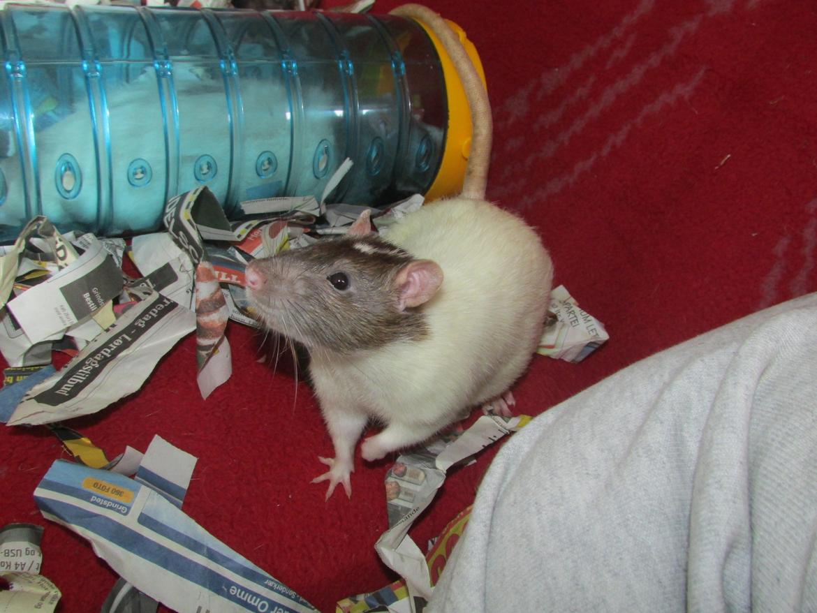 Tamrotte Doubletrouble Rats Moonlight Speciel billede 19