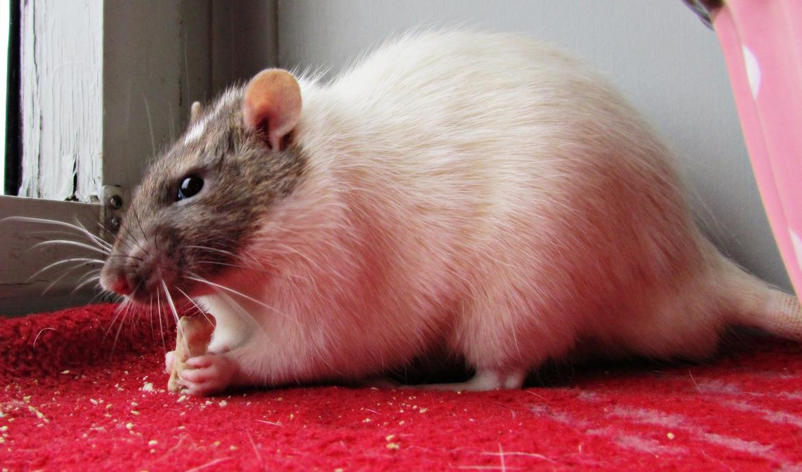 Tamrotte Doubletrouble Rats Moonlight Speciel billede 21