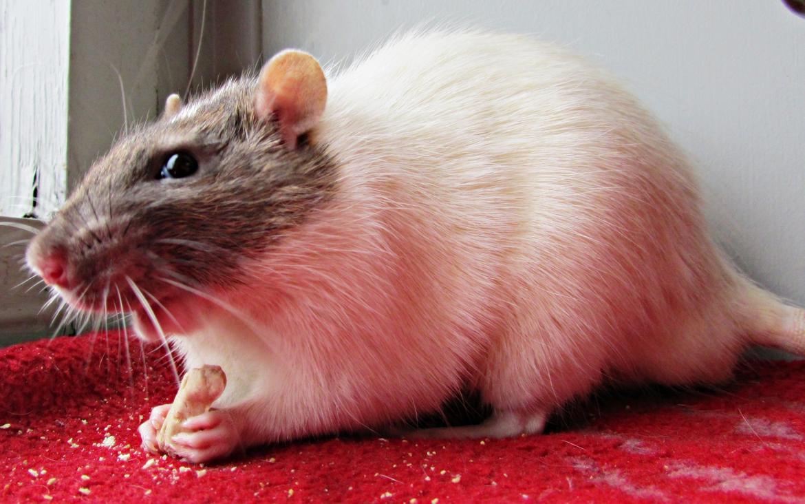 Tamrotte Doubletrouble Rats Moonlight Speciel billede 22