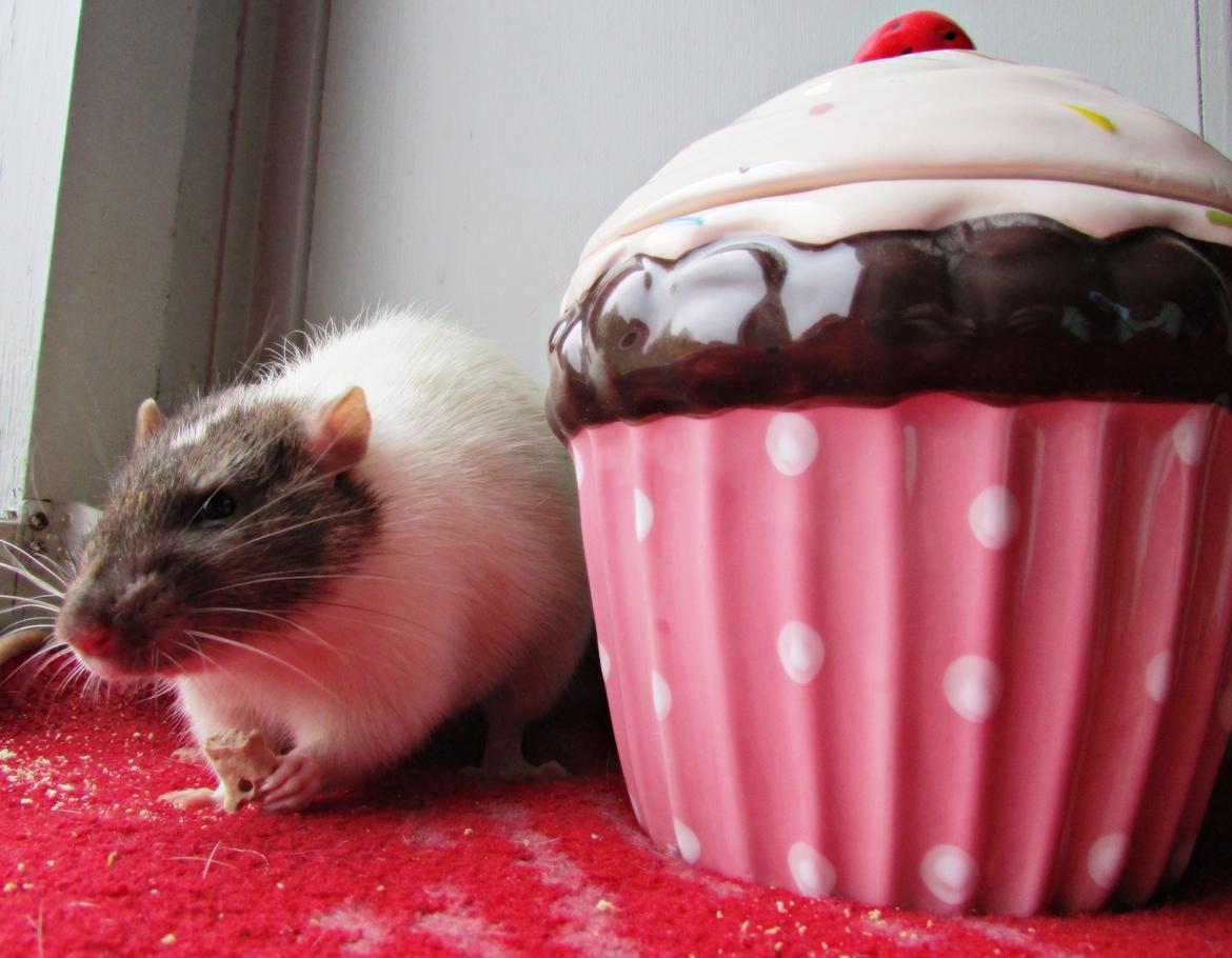 Tamrotte Doubletrouble Rats Moonlight Speciel billede 23