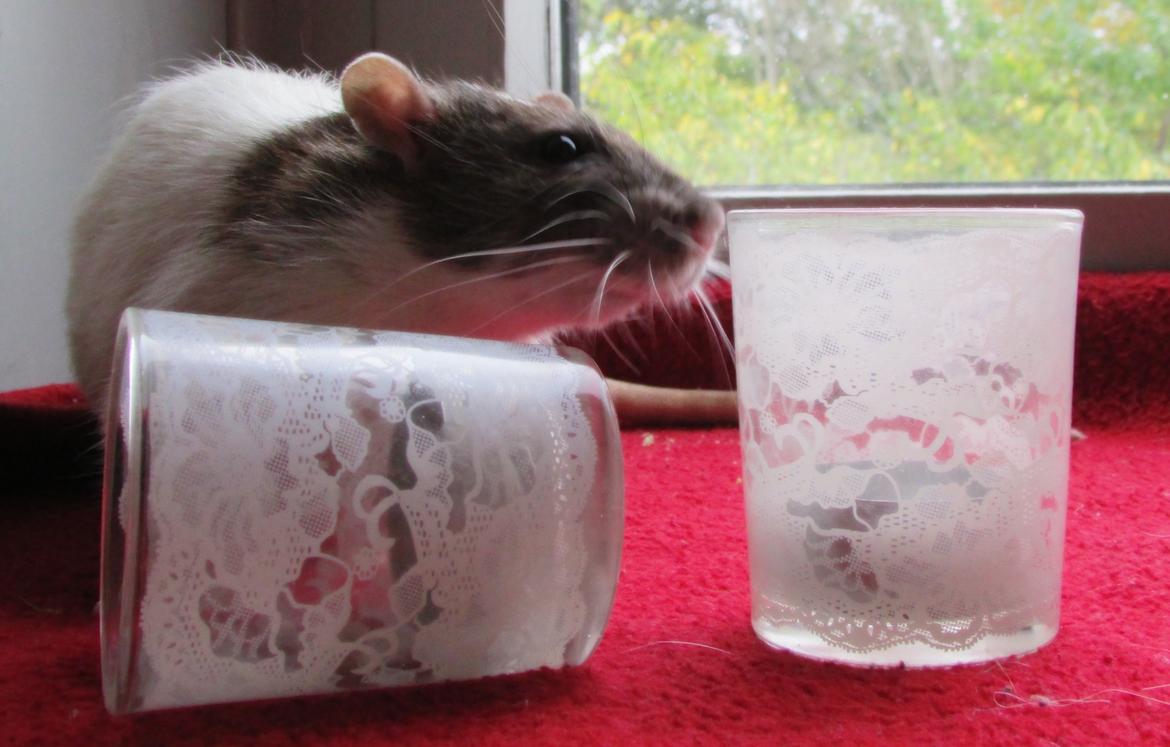 Tamrotte Doubletrouble Rats Moonlight Speciel billede 24