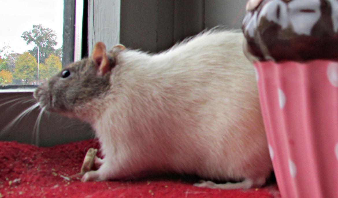 Tamrotte Doubletrouble Rats Moonlight Speciel billede 20