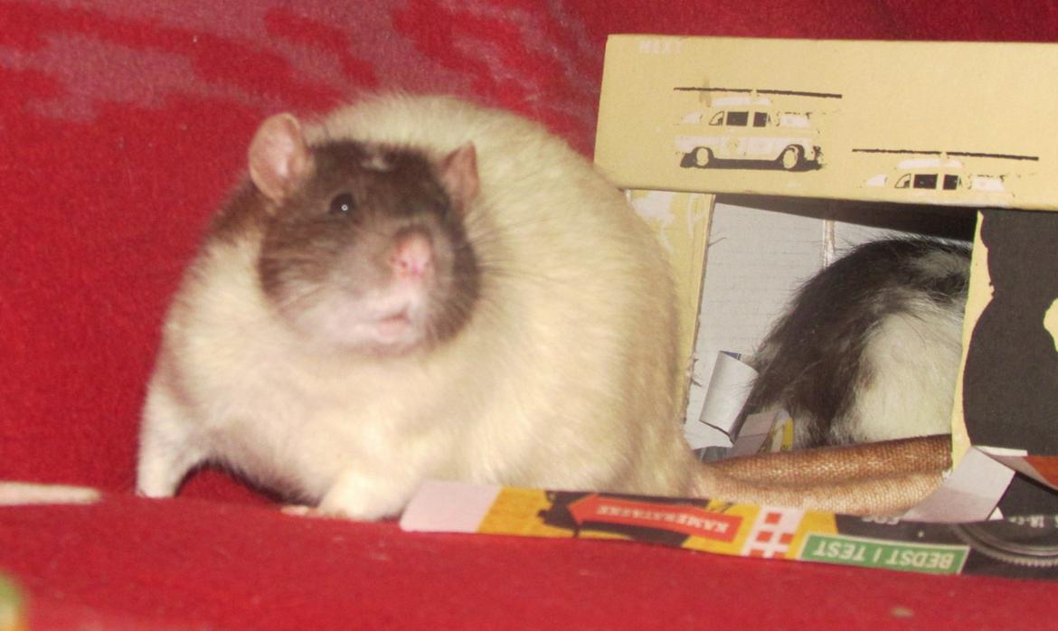 Tamrotte Doubletrouble Rats Moonlight Speciel billede 26