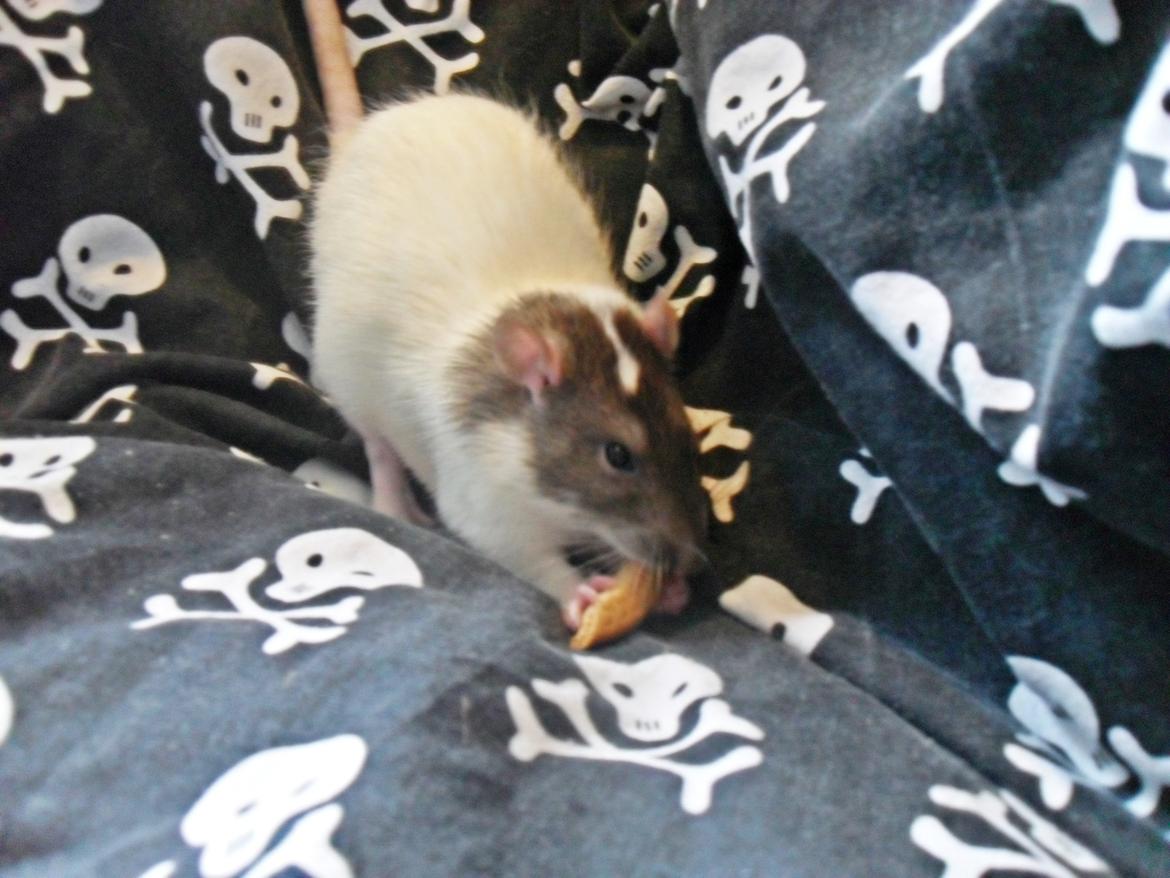 Tamrotte Doubletrouble Rats Moonlight Speciel billede 7