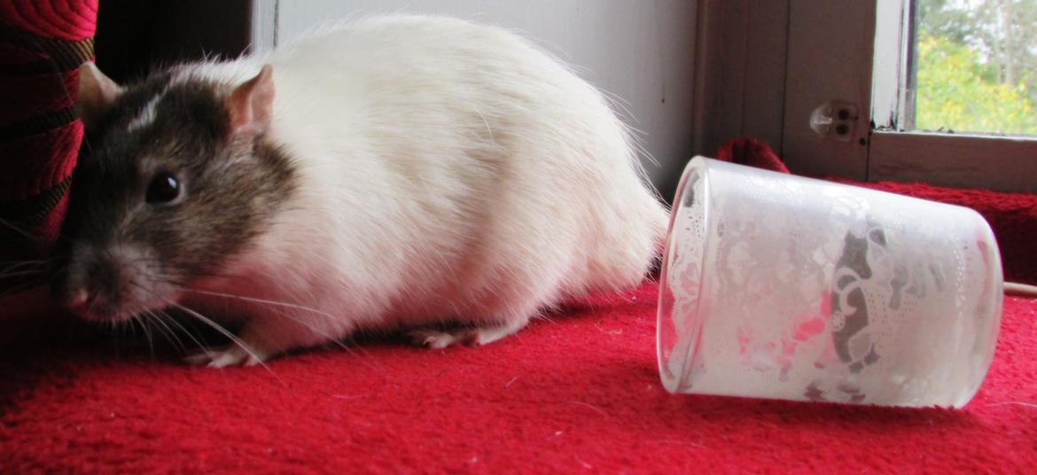 Tamrotte Doubletrouble Rats Moonlight Speciel billede 25