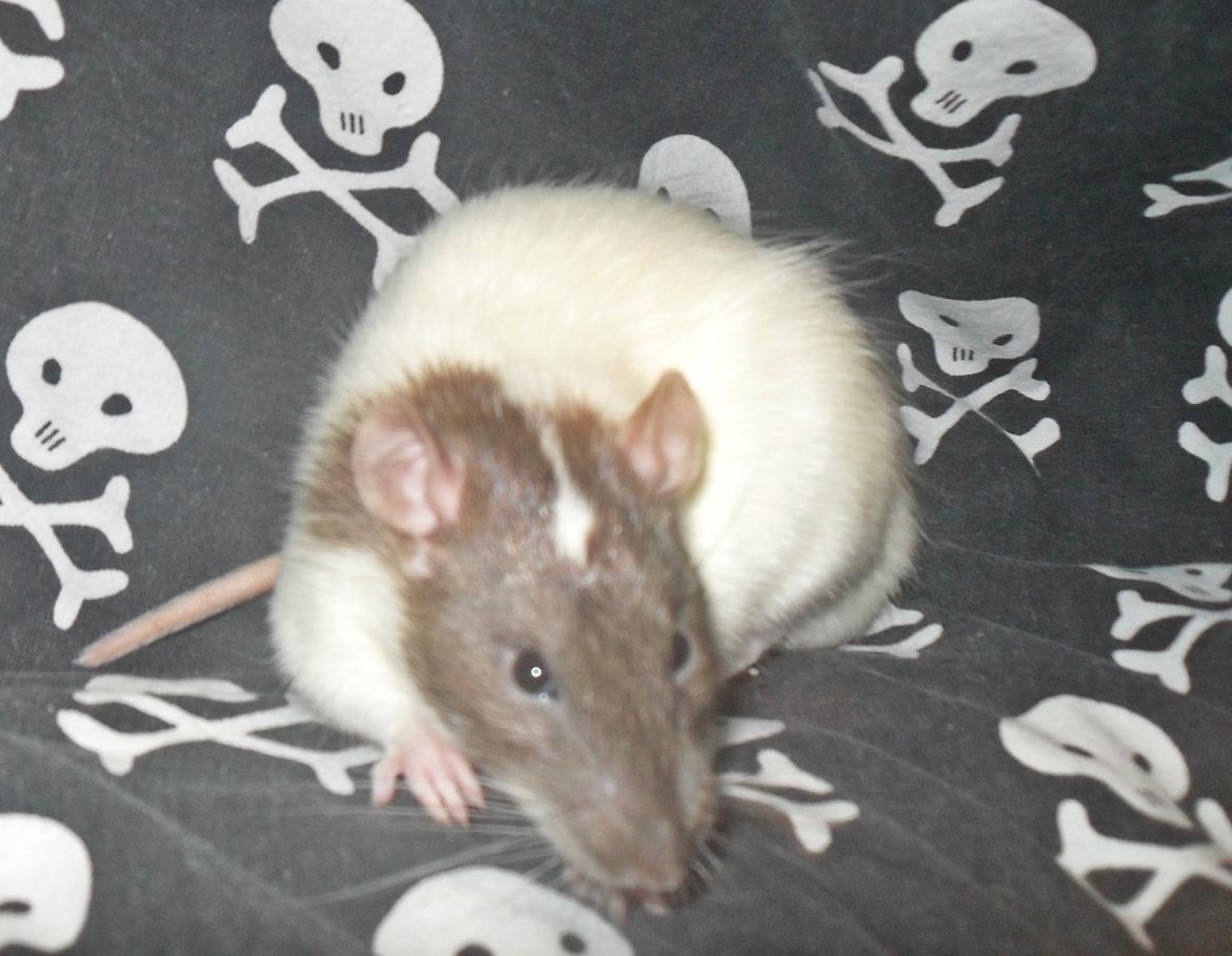 Tamrotte Doubletrouble Rats Moonlight Speciel billede 9