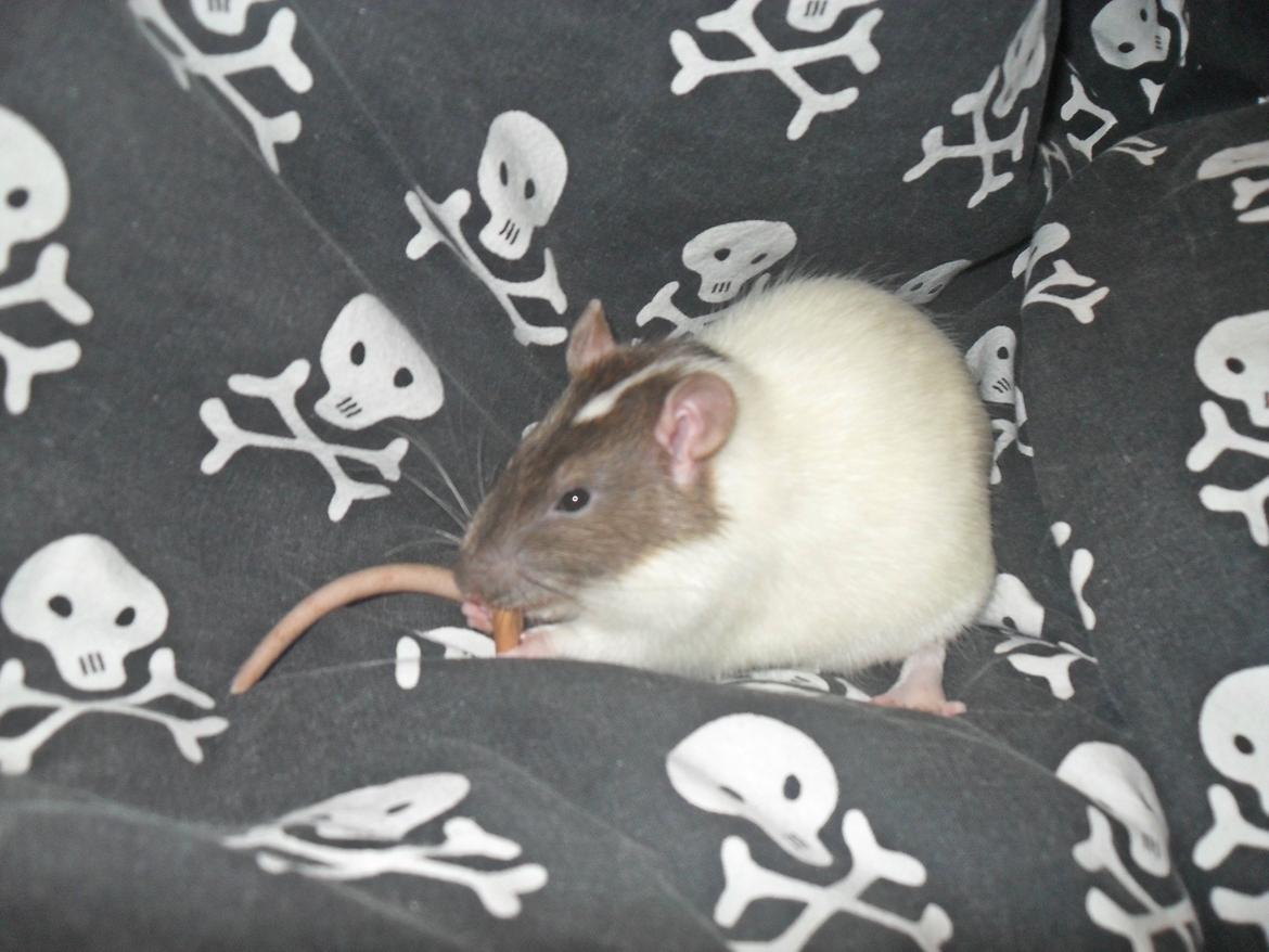 Tamrotte Doubletrouble Rats Moonlight Speciel billede 11