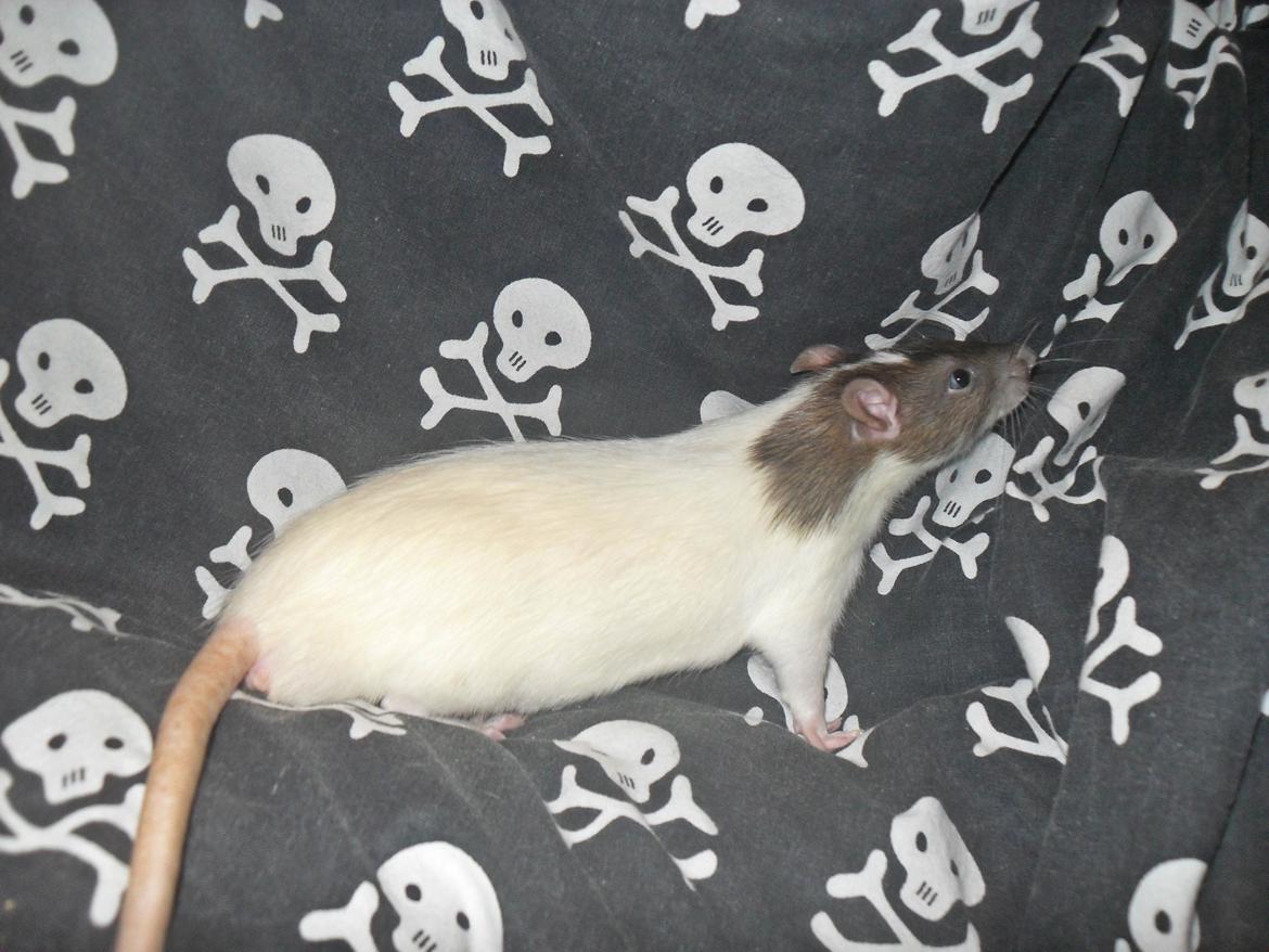 Tamrotte Doubletrouble Rats Moonlight Speciel billede 8