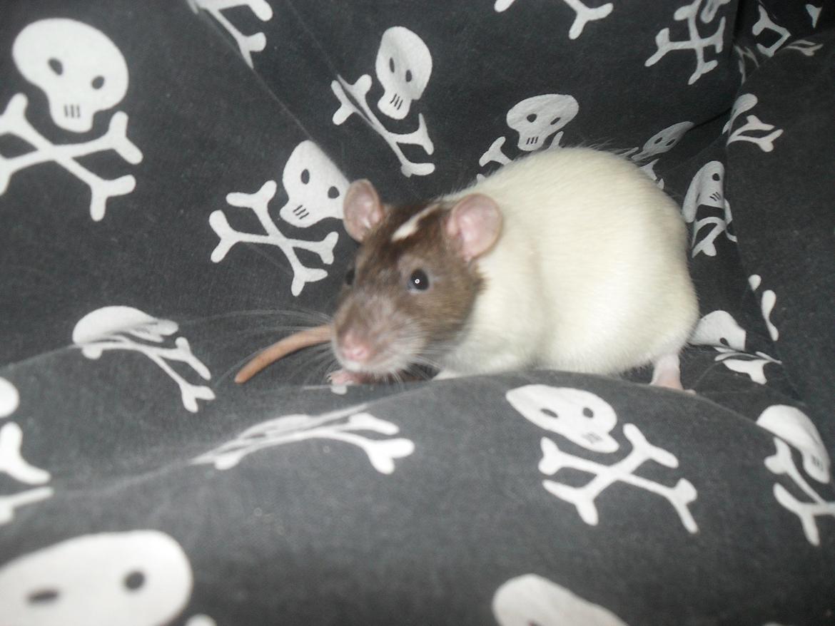 Tamrotte Doubletrouble Rats Moonlight Speciel billede 10