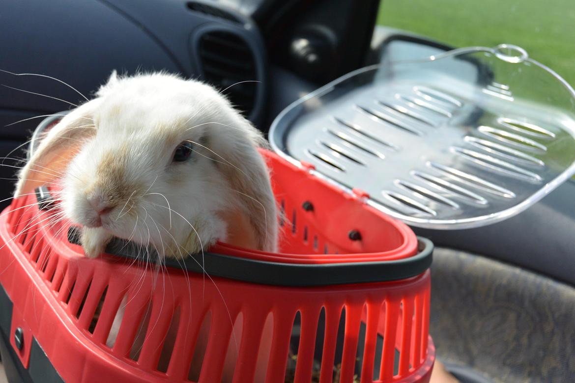 Kanin Silke billede 2