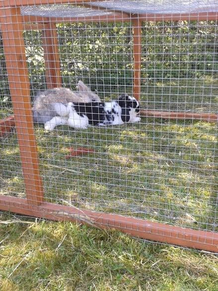 Kanin Mivsen billede 12