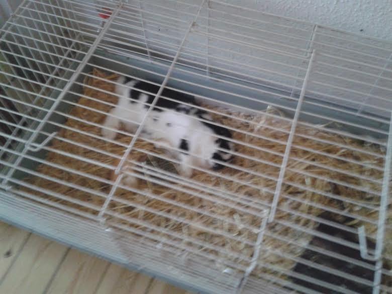 Kanin Mivsen billede 13