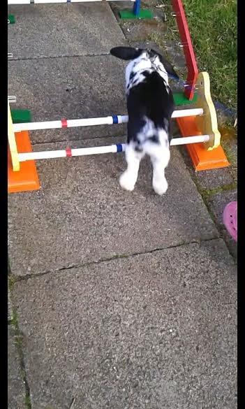 Kanin Mivsen billede 14