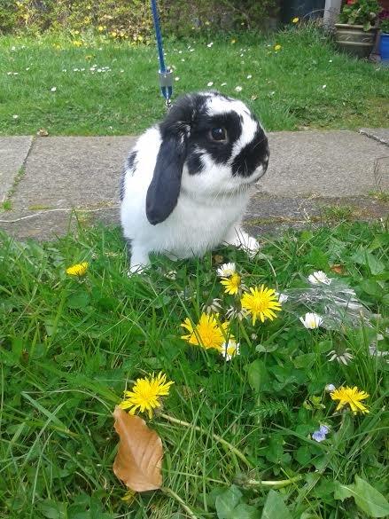 Kanin Mivsen billede 1