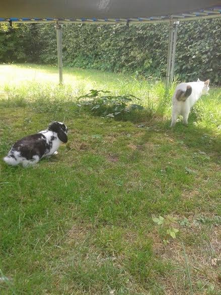 Kanin Mivsen billede 15