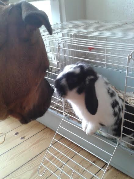 Kanin Mivsen billede 17