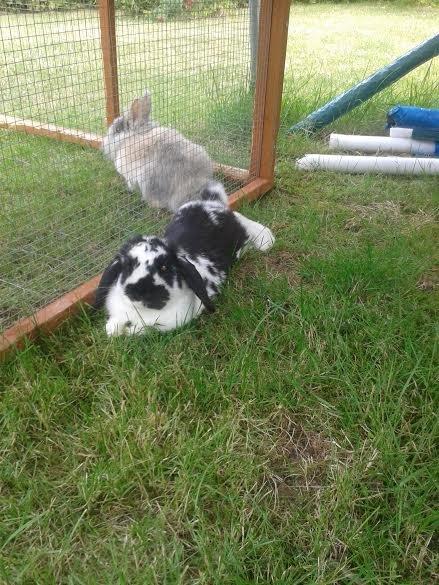 Kanin Mivsen billede 18