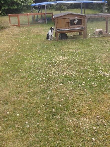 Kanin Mivsen billede 16